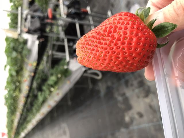 �Ԃ��đ傫����䕂���R����܂���_��J�t�@�[��