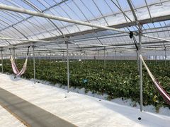 䂫̓V̂ʐ^ ܂邩ւ̓eʐ^1