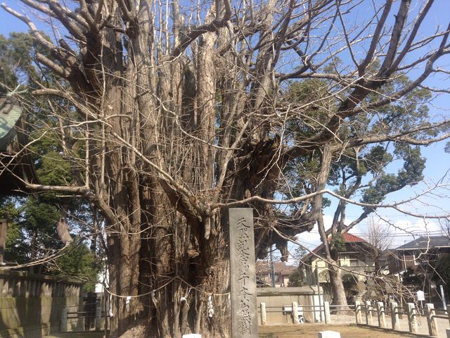 安い 本 八幡 銀杏 の 樹