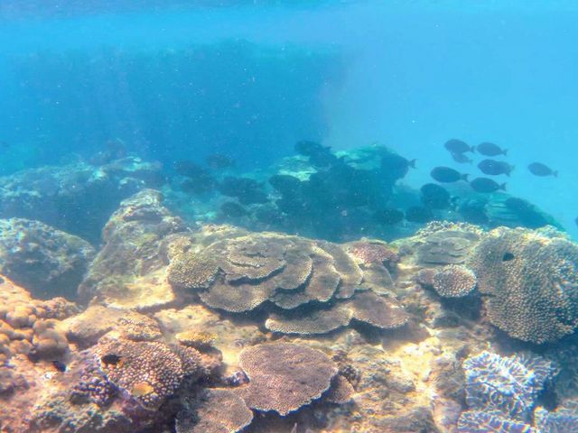 �T���S�ƃT�J�i_�����l�C�`���[�K�C�h�E�V���m�[�P�����O�E�J�k�[�E�i�C�g�c�A�[