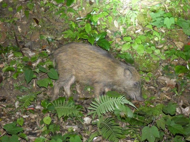 �����E�L���E�C�m�V�V_�����l�C�`���[�K�C�h�E�V���m�[�P�����O�E�J�k�[�E�i�C�g�c�A�[