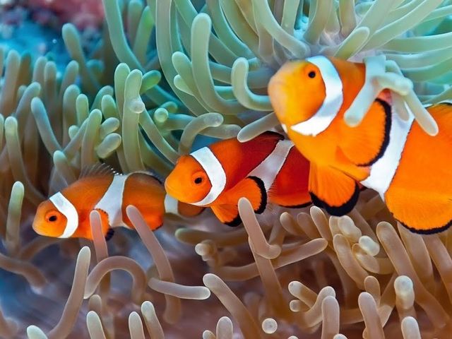 �j��_�����l�C�`���[�K�C�h�E�V���m�[�P�����O�E�J�k�[�E�i�C�g�c�A�[