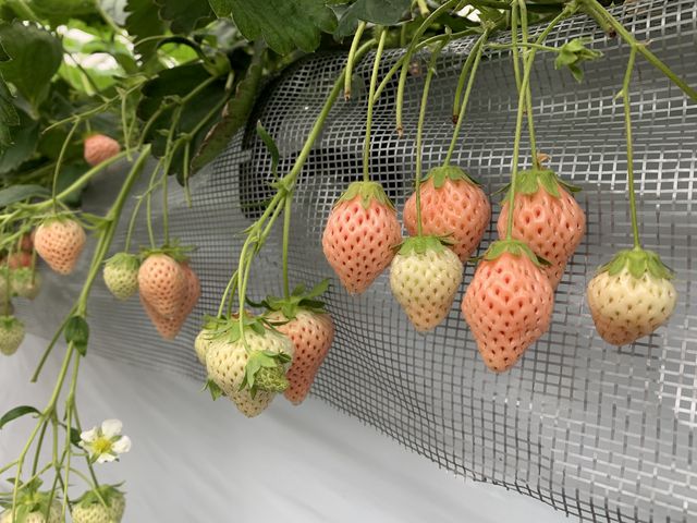 ���ړ��Ă̔�������_���c��������