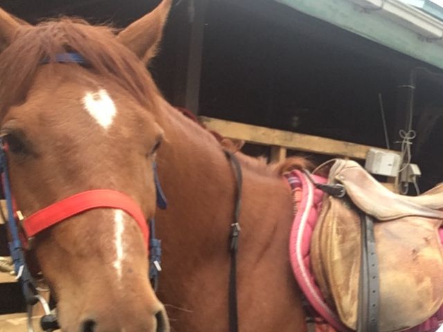 �H������V�ł����B��_�z�[�X�L�����v�@������