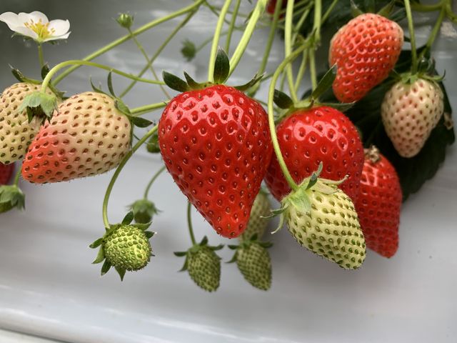 �߂���Â�(^^)_���c�������t�@�[��