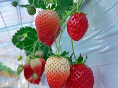 ܂񂳂̃vet@[ւ̓eʐ^1