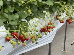 joumonfarmi傤ӂ[ށj̎ʐ^1