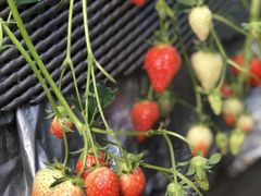 ̃Xgx[t@[Γcւ̓eʐ^1