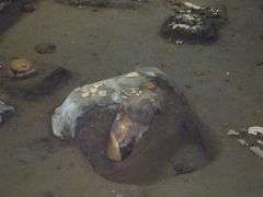 keiichi̎OێRՂւ̓eʐ^1