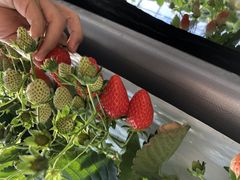 ނ̕όAOXl΂ւ̓eʐ^1