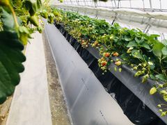kenji�����strawberry farm �ӂ����Ƃւ̓��e�ʐ^1