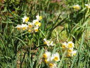 jR񂳂̐򎛂̐̓eʐ^1