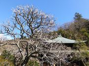 jR񂳂̐򎛂̃E̓eʐ^1