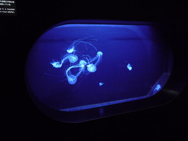�N���Q�͂�������҂Ă΂���ȑf�G�Ȏp����_�߉��s�����ΐ�����