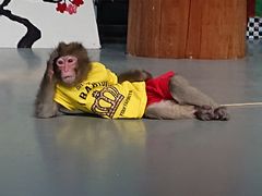 ���h���܂킵����̎ʐ^2