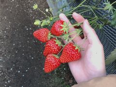 ͂Ȃ񂳂̃Xgx[t@[Γcւ̓eʐ^1