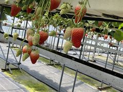 ��������񂳂�̃X�g���x���[�t�@�[���@���c�_���ւ̓��e�ʐ^1