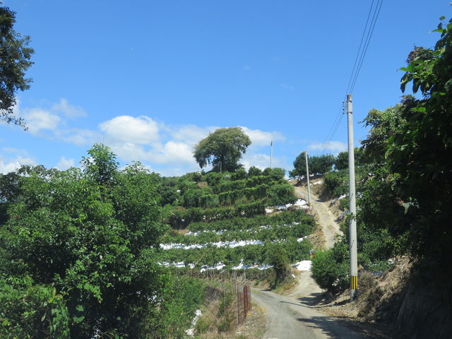 Ԃ񂳂̓VیÕƈ{̓eʐ^1