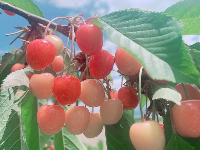 ��������_�n糊ό��N�����@sweet cherry watanabe