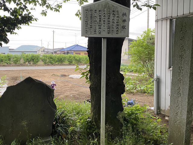 �S���r�[�S����̐V�c�`�����˂̓��e�ʐ^1