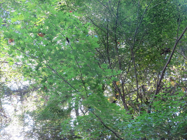 �܂��ΐF�ł�_�����R�̍g�t