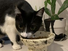 Ȃ̃NC[NX AgGւ̓eʐ^1