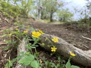 hijikigoke̕@ȎR̓eʐ^2