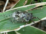 hijikigoke̕@ȎR̓eʐ^4