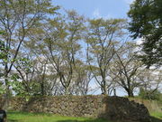 �Ԃ���񂳂�̉���藂̍��̓��e�ʐ^2