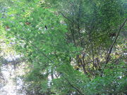 Ԃ񂳂̐R̍gt̓eʐ^1