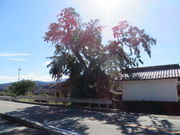 Ԃ񂳂̎s̃TCJ`̓eʐ^1