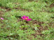 Ԃ񂳂̓WC̍؂̉ԂƃRXX̓eʐ^1