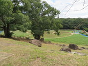 Ԃ񂳂̓WC̍؂̉ԂƃRXX̓eʐ^2