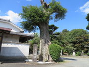 Ԃ񂳂̐OiRa@Ձj̓eʐ^1