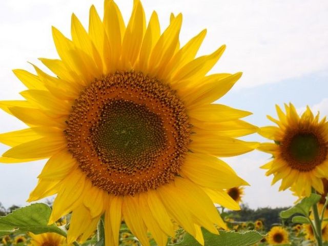 Ҋ̂Ђ܂̪èق̓eʐ^1