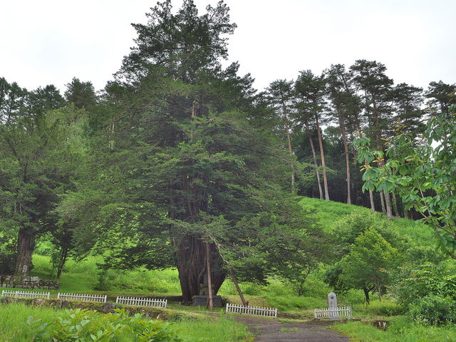 sklfh����̎��Y���q�̃C�`�C�̓��e�ʐ^1