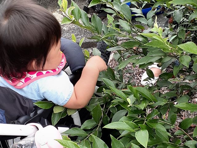 �����ŐH�ׂ鑷��_�����ǃu���[�x���[��