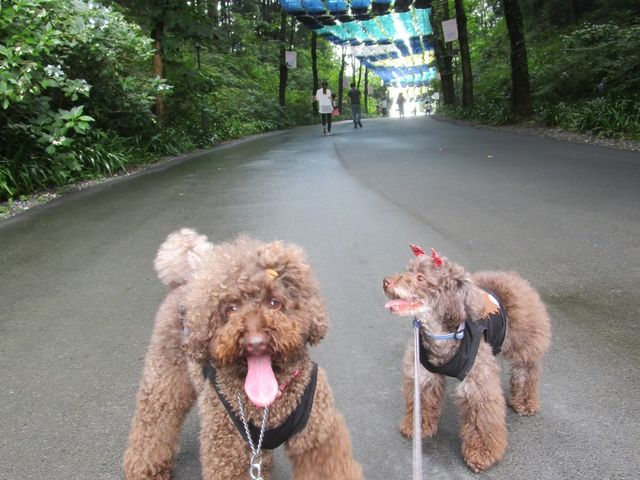 �A���u�����X�J�C�i���Ԍ���C�x���g�j_���[�~���o���[�p�[�N