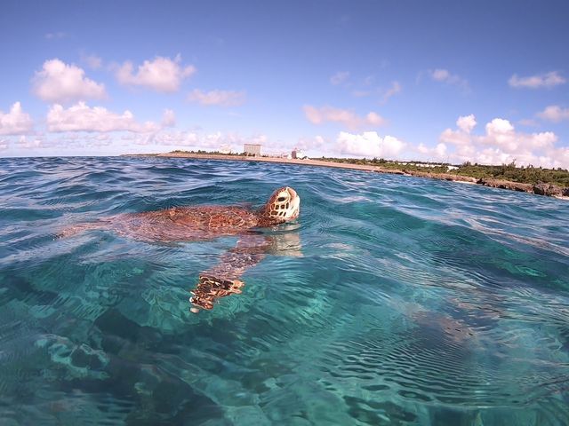 �E�~�K���̑��p���V�[��_�{�Ó��@�}�����K�C�h�@���l�@-�����񂿂�-