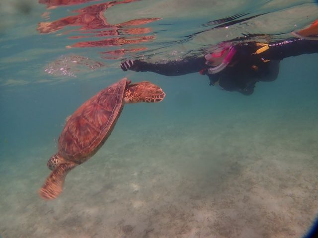 �C�T����ƗV��ł���Ƃ���B�{�Ó��V��C�݂�[��̃c�A�[�B_�V���m�[�P���c�A�[�@��`��