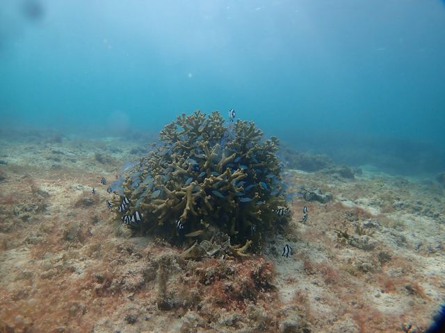 �������ȋ��̌Q�B_�V���m�[�P���c�A�[�@��`��