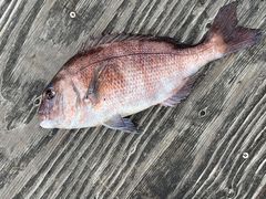 ܂̊Cޖx@ނ̓Cւ̓eʐ^1