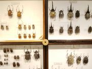 \tgȏS 57΂̂ЂᎩRق̓eʐ^4