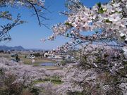 ܂Ђ낳̍wjՁucՁv̓eʐ^1