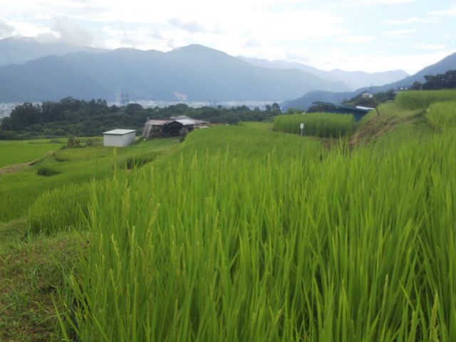 �o����}�������́A�J�����V�̔�Q�ɑ���Ȃ��悤�F��΂��肾�B_�H�̂̒I�c