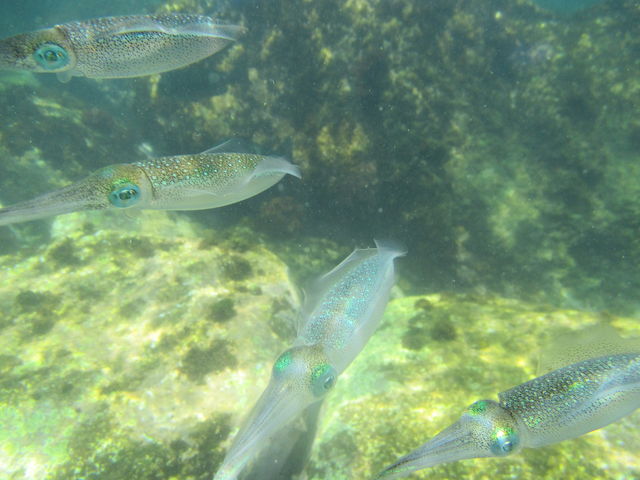 �C�J_�_�C�u�V���b�v��