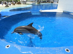 大分マリーンパレス水族館 うみたまご の口コミ一覧 じゃらんnet