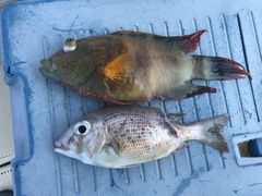 �J�[�������sea-Walker�ւ̓��e�ʐ^1