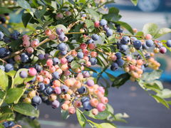 �Ƃ������TSURUOKA�t�@�[���ւ̓��e�ʐ^1