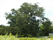 񂳂̖kl̑JmL̓eʐ^1